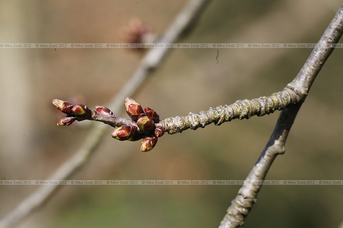 Prunus avium 'Plena' Double Flowered Gean