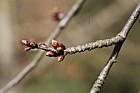 Prunus avium 'Plena' Double Flowered Gean