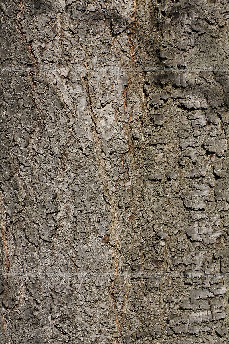 Prunus avium 'Plena' Double Flowered Gean