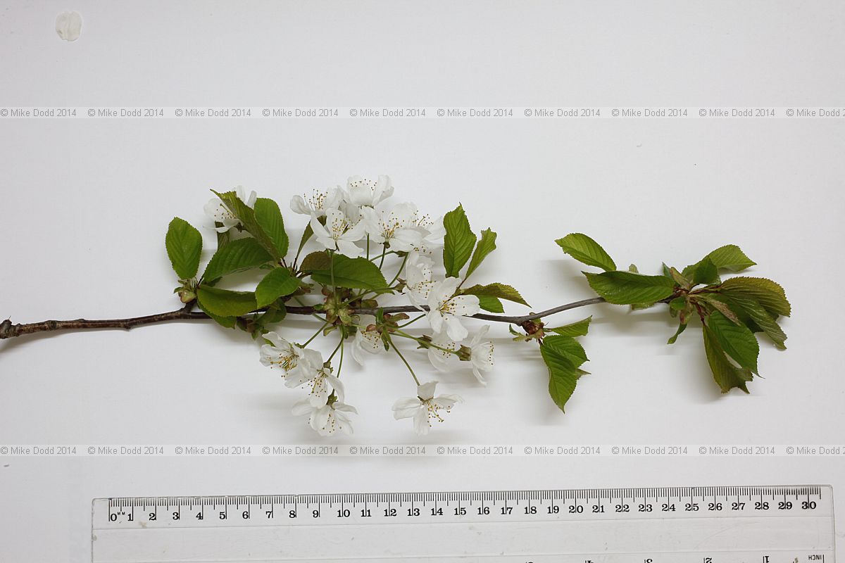 Prunus avium Wild Cherry in flower