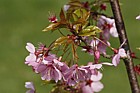 Prunus avium 'Sweetheart'