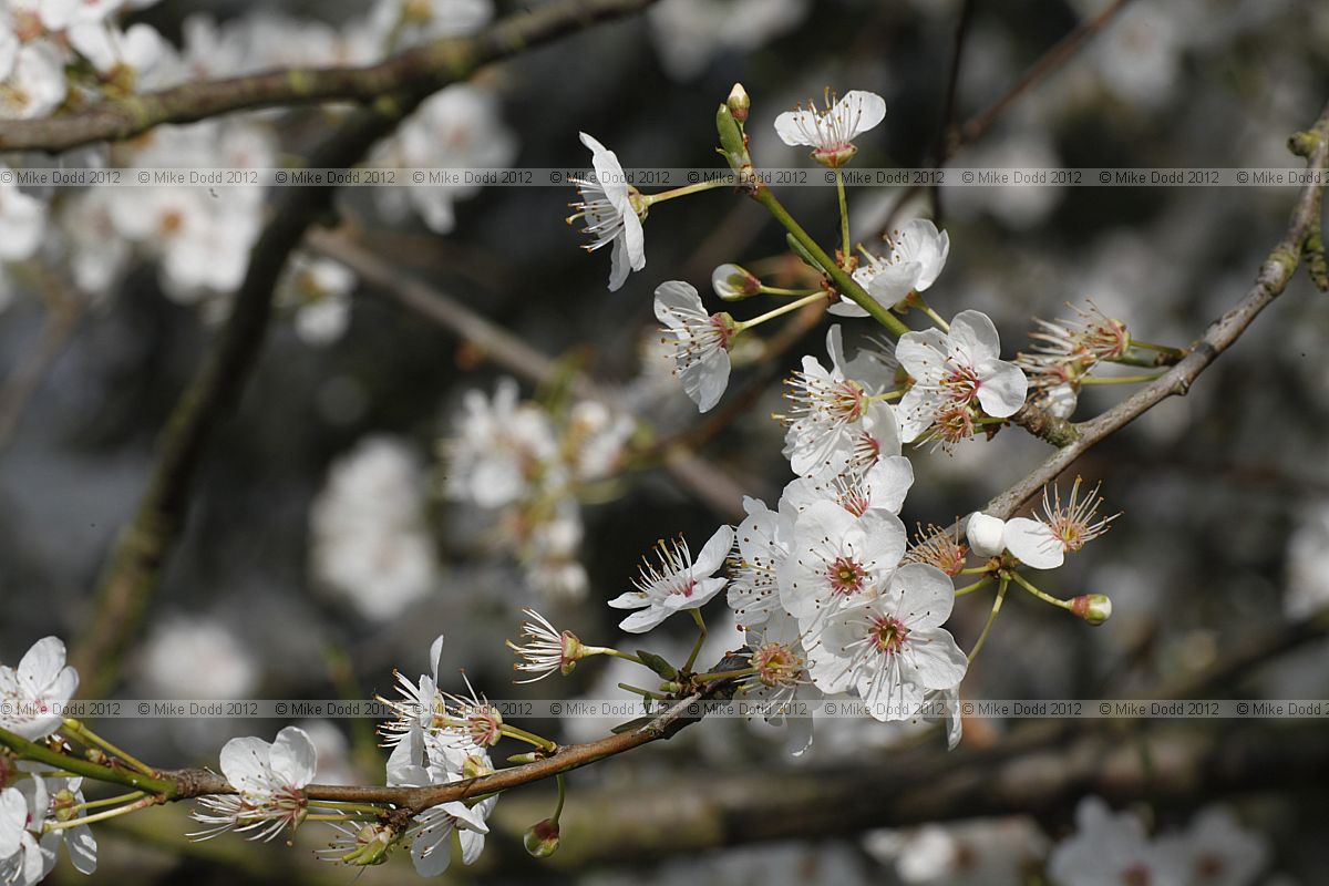 Prunus cerasifera Cherry Plum