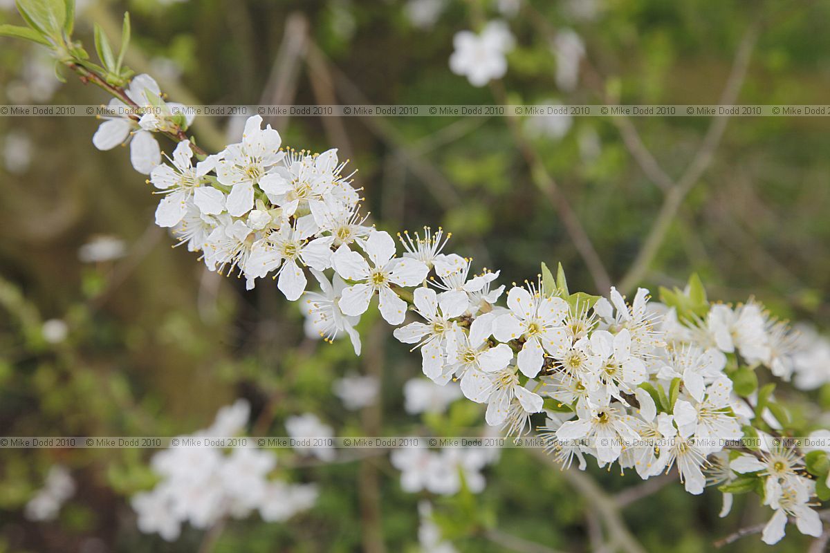 Prunus cerasifera Cherry plum