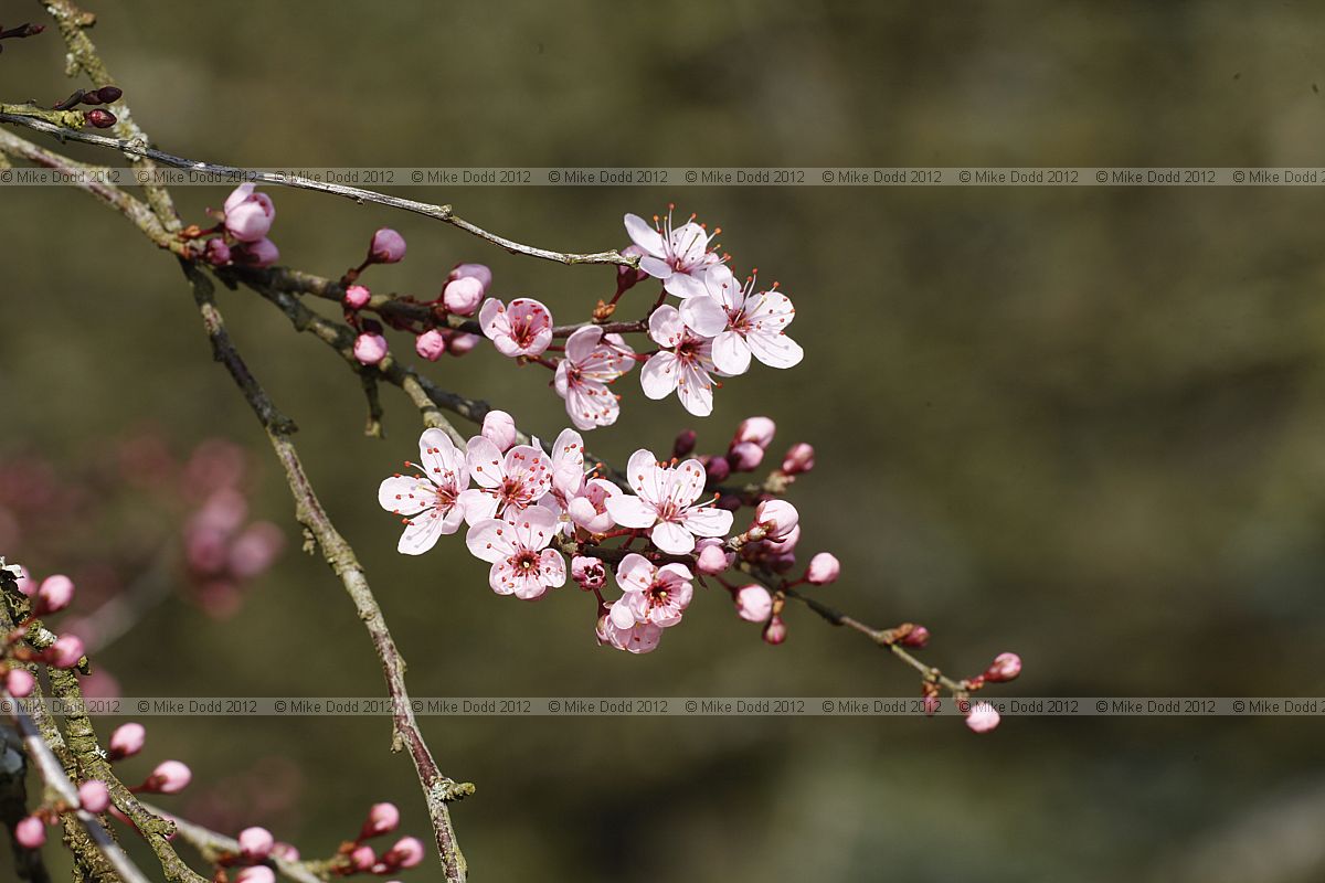 Prunus cerasifera 'Rosea'