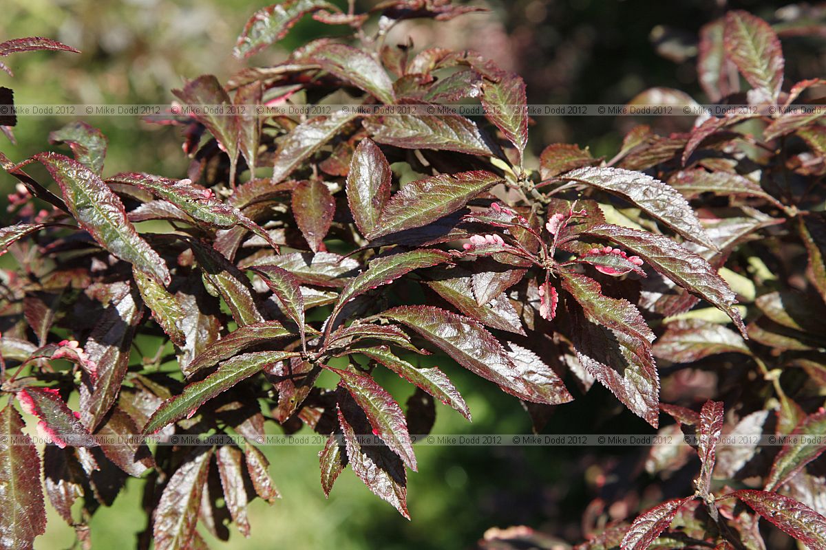 Prunus cerasifera 'Hessei'