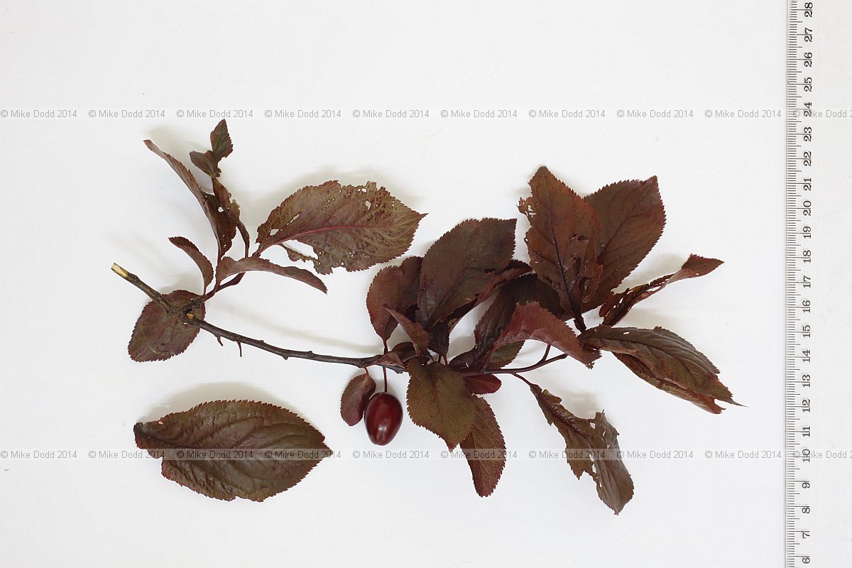 Prunus cerasifera 'Pissardii' Purple-leaved plum
