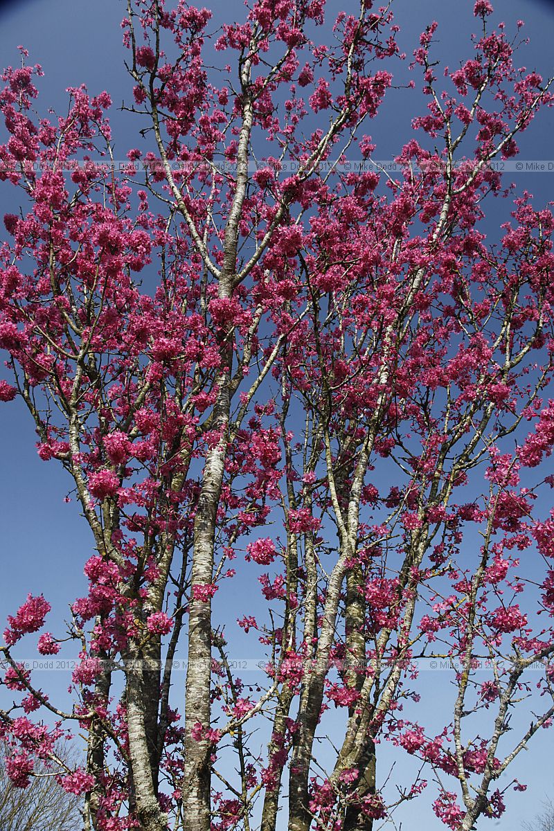 Prunus 'Collingwood Ingram'