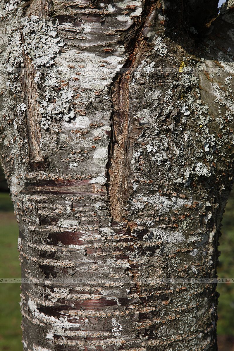 Prunus 'Collingwood Ingram'