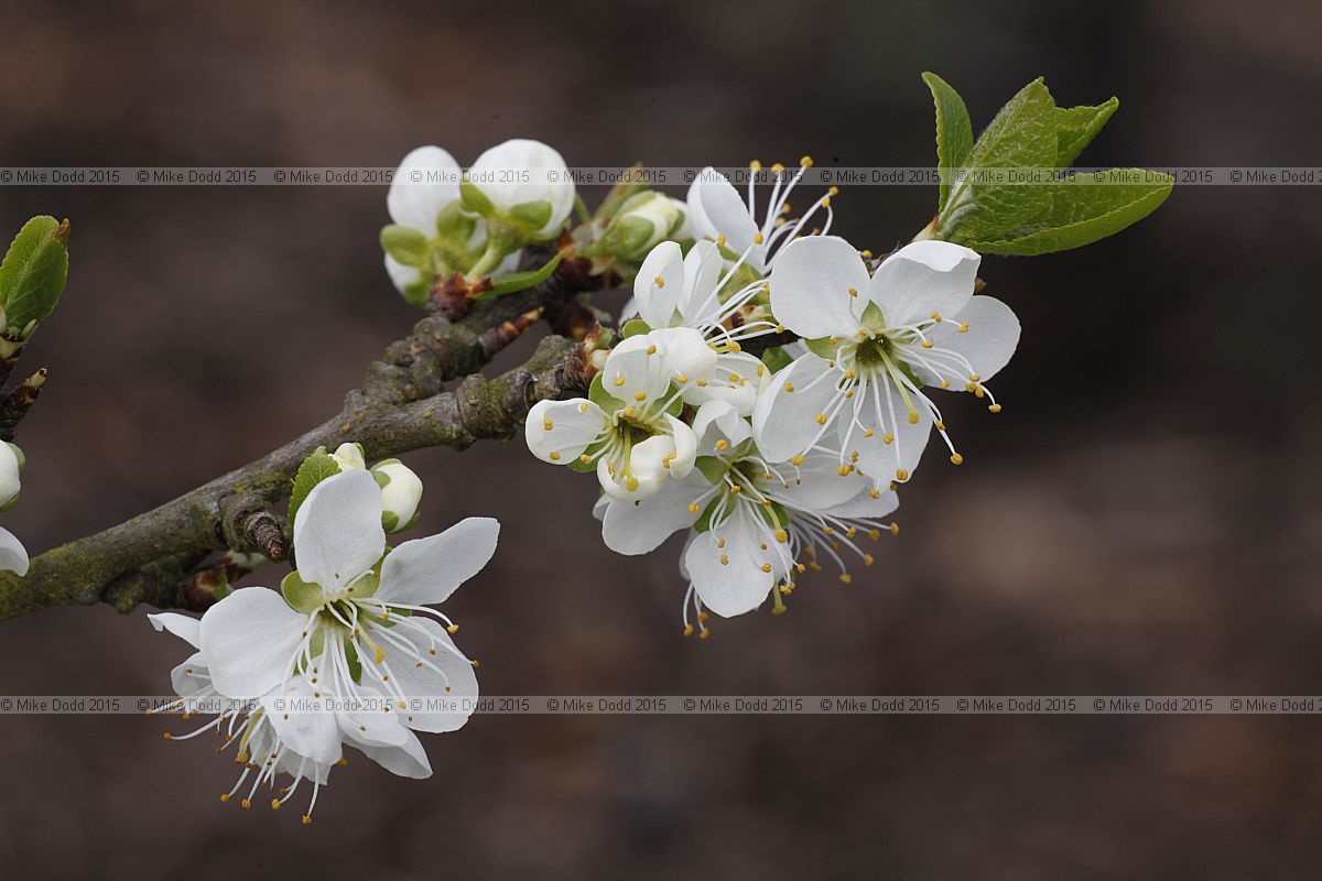 Prunus domestica Plum 'Anita'
