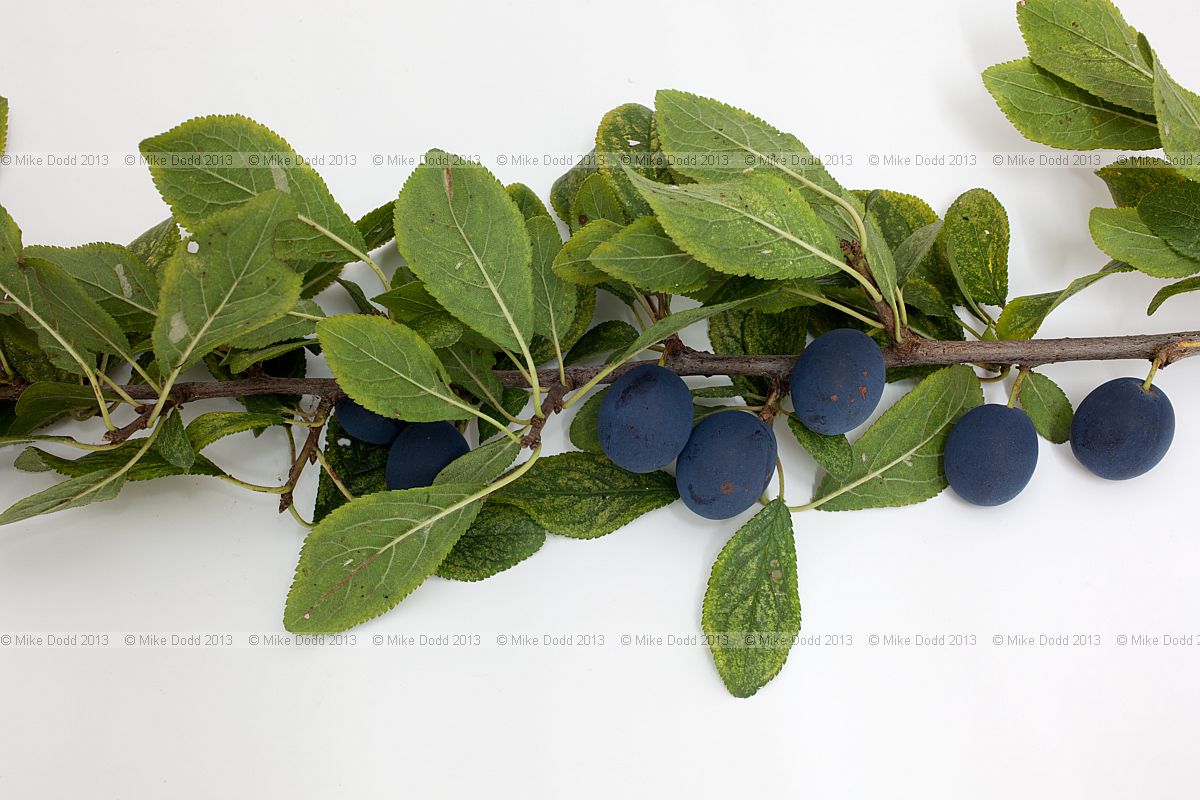 Prunus domestica ssp. institia Bullace