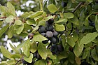 Prunus domestica subsp. insititia Damson