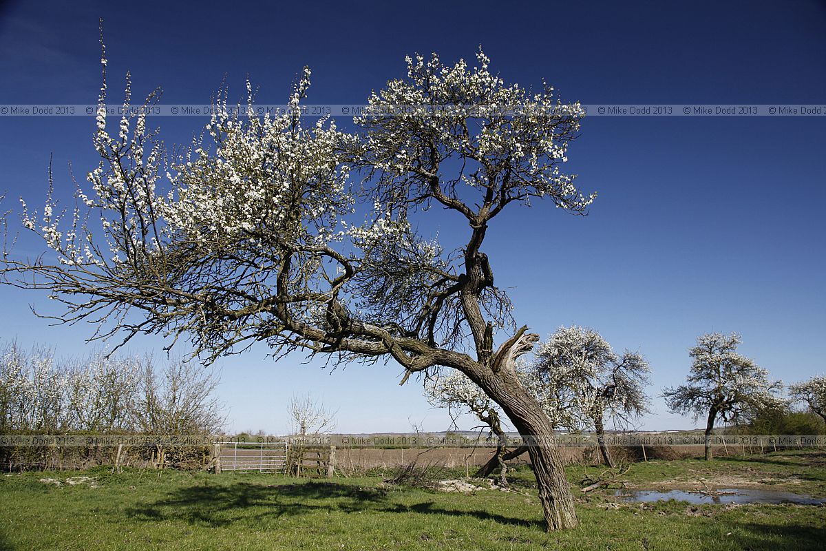 Prunus domestica subsp. insititia 'Aylesbury Prune' (?)