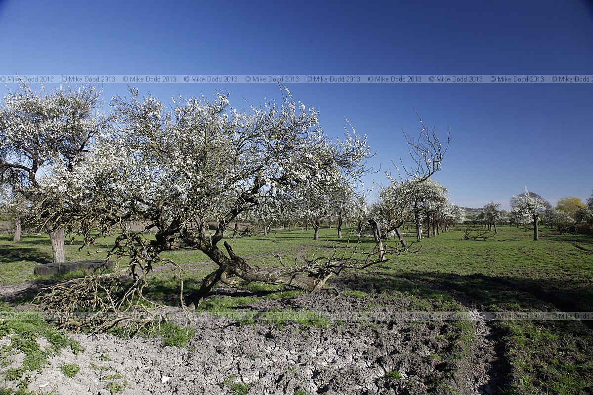 Prunus domestica subsp. insititia 'Aylesbury Prune' (?)
