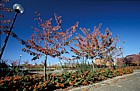 Prunus autumn colour central Milton Keynes