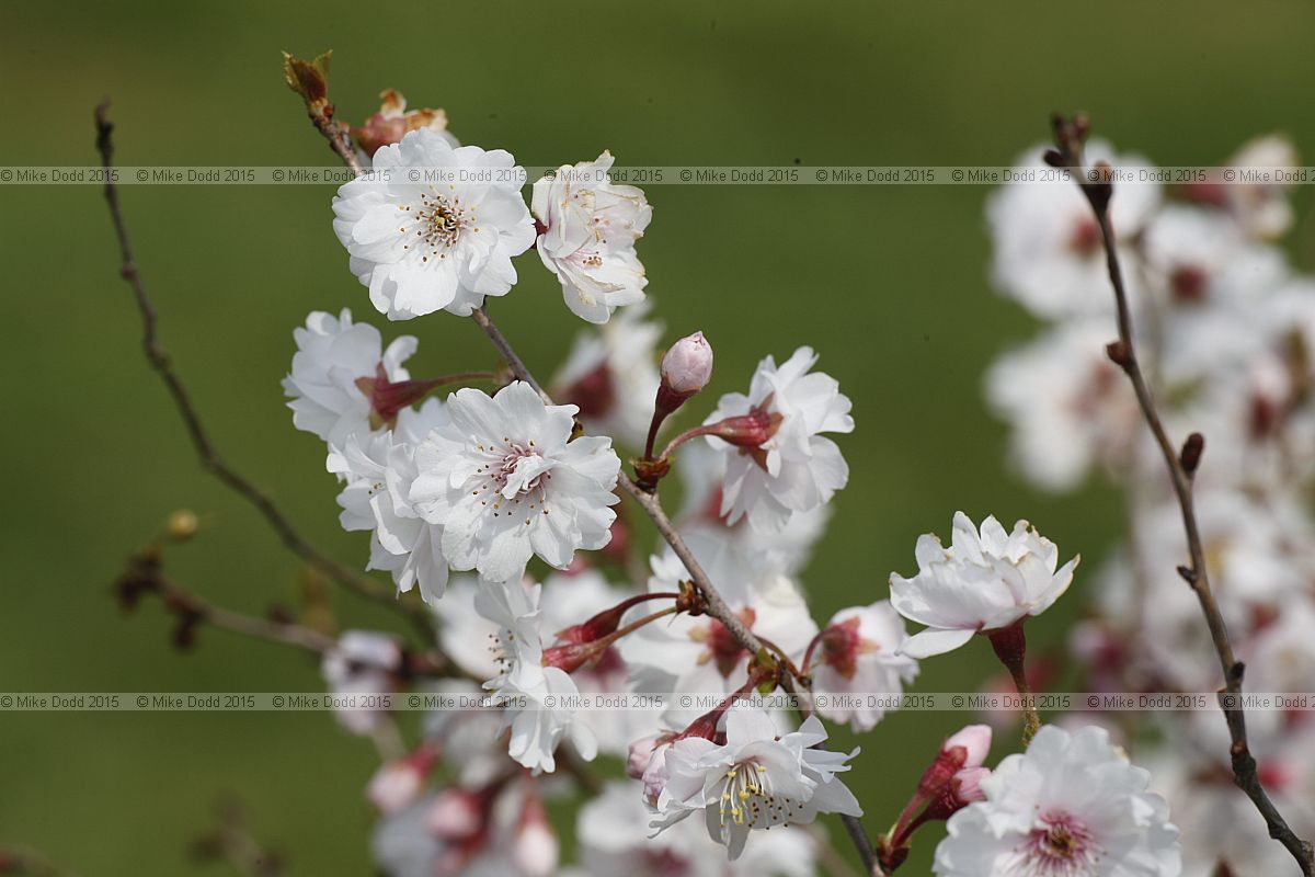 Prunus 'Hally Jolivette'