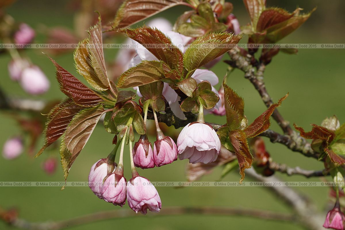 Prunus 'Hana-suruma'