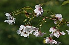 Prunus 'Hata-zakura'