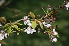Prunus 'Hillieri'