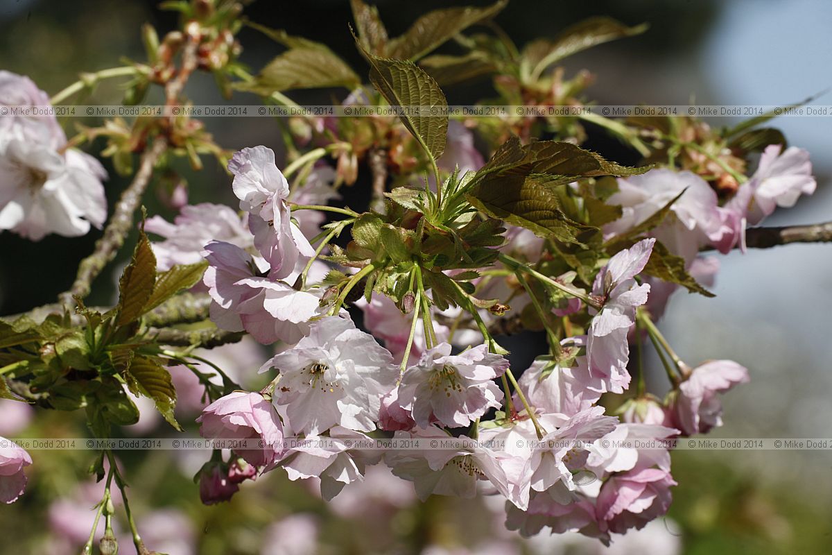 Prunus 'Hokusai'