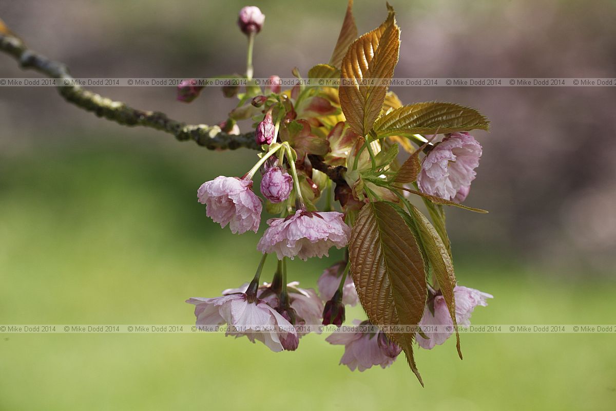 Prunus 'Imose'