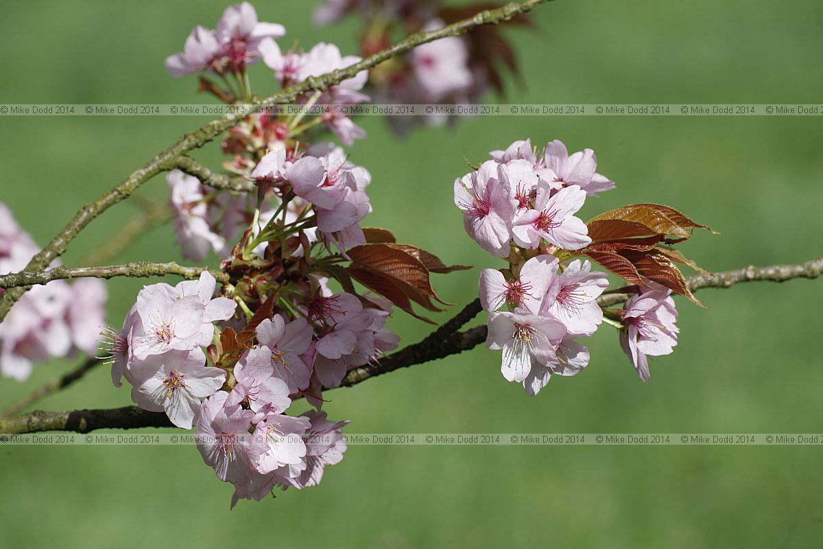 Prunus jamasakura