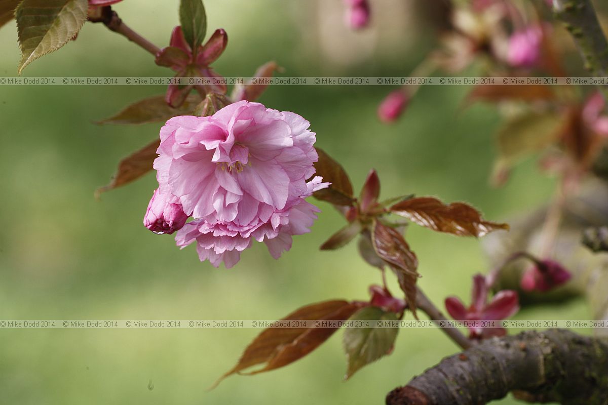 Prunus 'Kanzan'