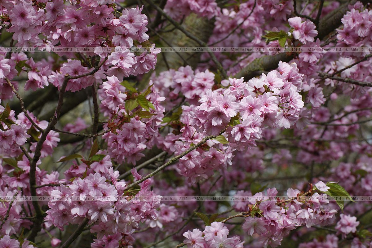 Prunus lannesiana 'Matumae Beni Yutaka'