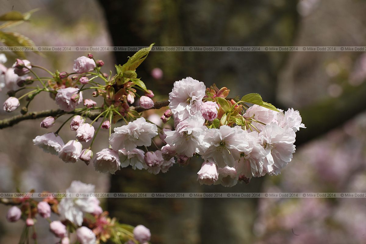 Prunus lannesiana 'Shiogama'