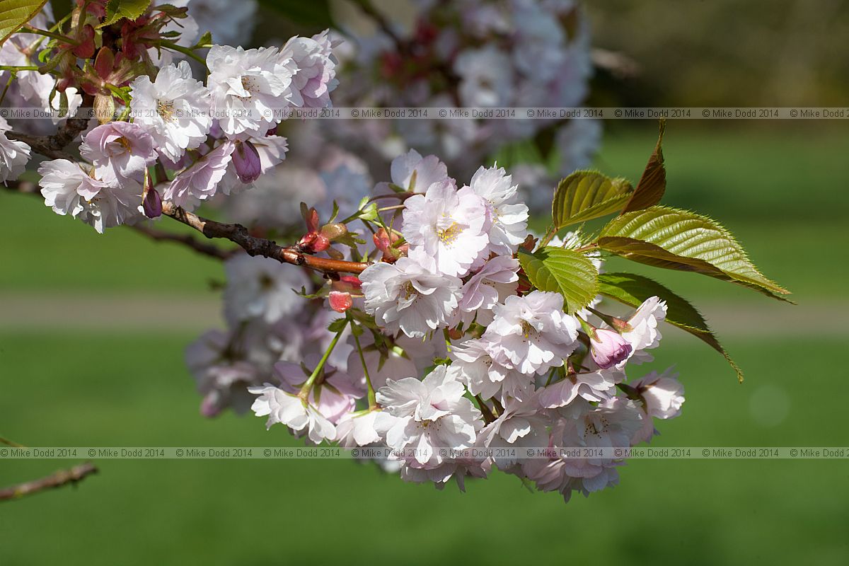 Prunus lannesiana var speciosa 'Yaebeni oshima'