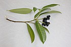 Prunus laurocerasus Cherry Laurel