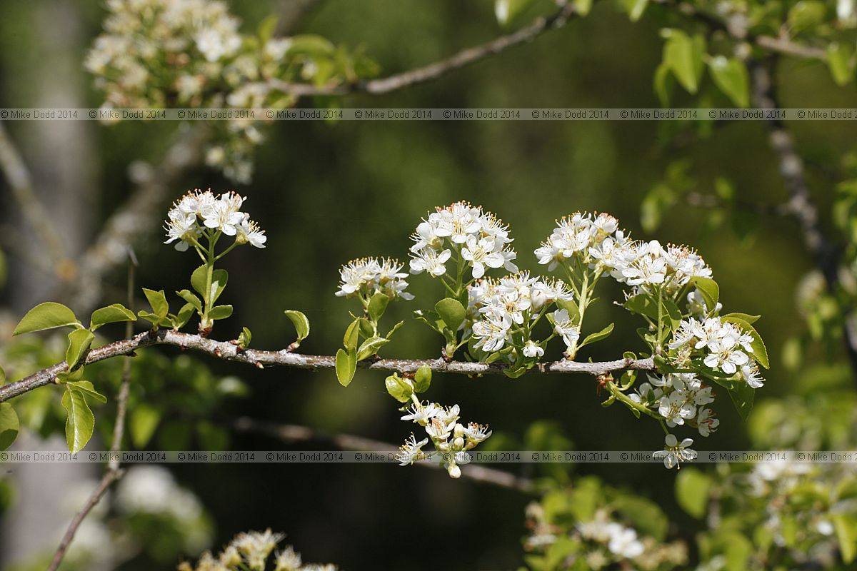 Prunus mahaleb St Lucie cherry