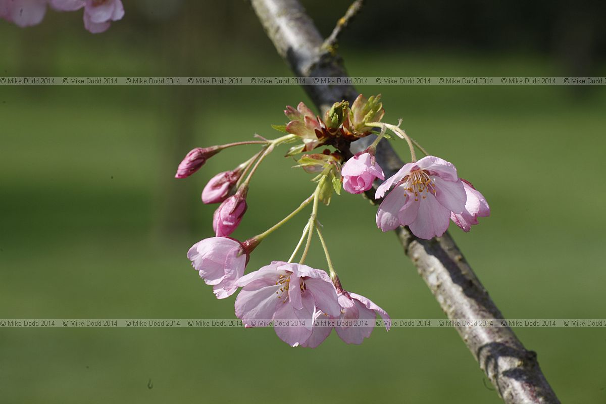 Prunus 'Matsumae-akathu-kinokane'