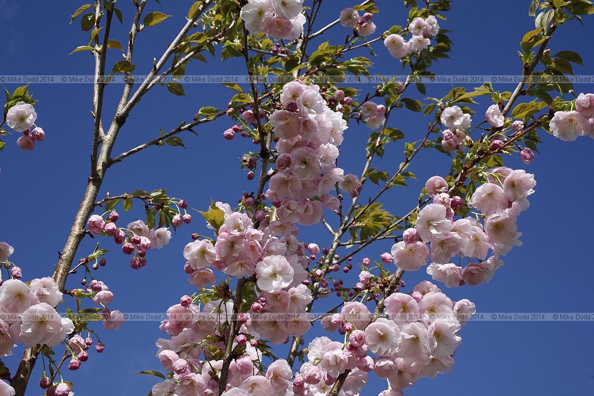 Prunus 'Matsumae-akathu-kinokane'
