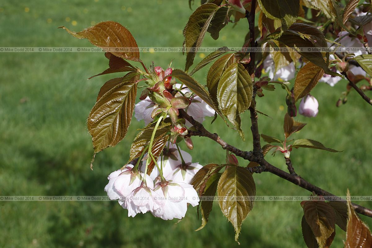 Prunus 'Matsumae-asami'