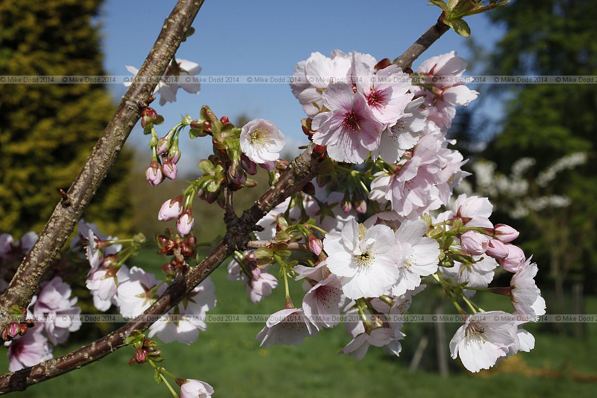 Prunus 'Matsumae-beni-kosode'