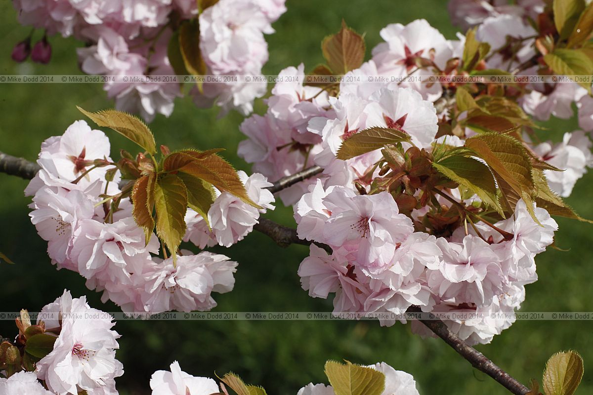 Prunus 'Matsumae-hana-guruma'