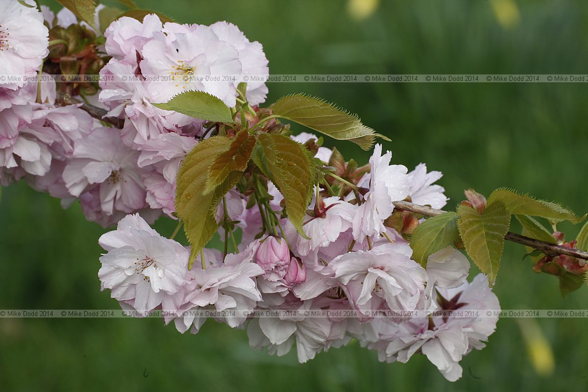 Prunus 'Matsumae-hanaguruma'
