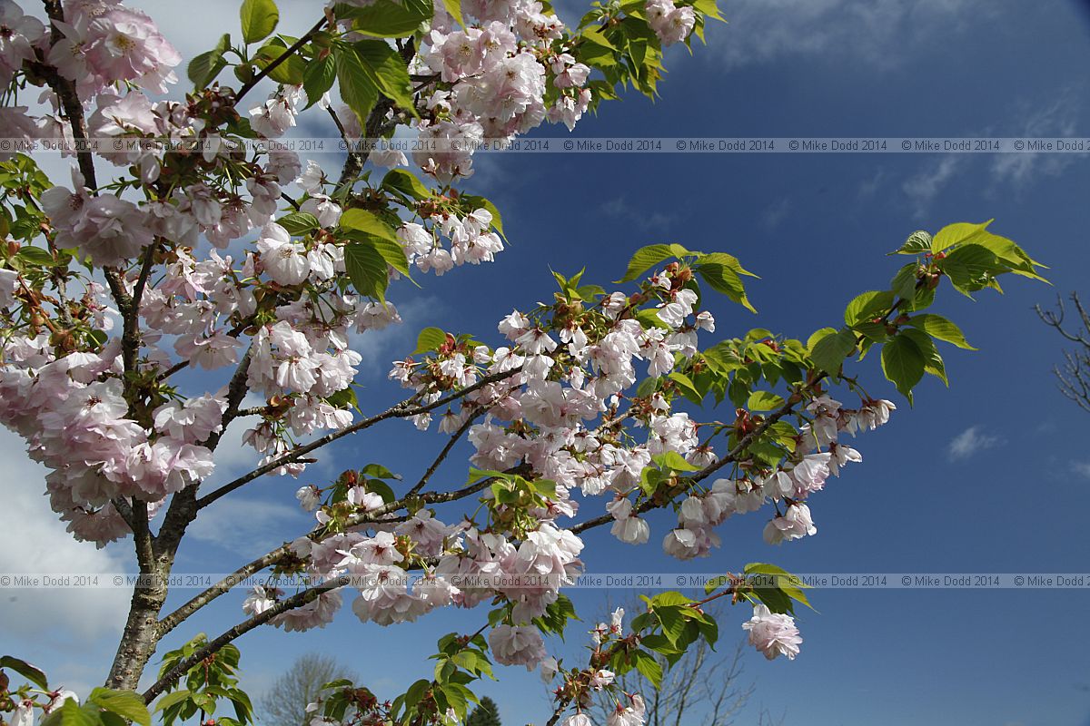 Prunus 'Matsumae-hokuho'