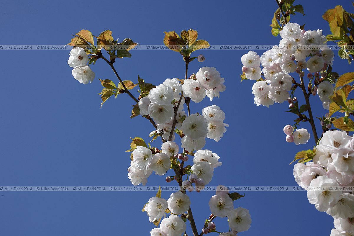 Prunus 'Matsumae-hokuho'