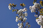Prunus 'Matsumae-hokuho'