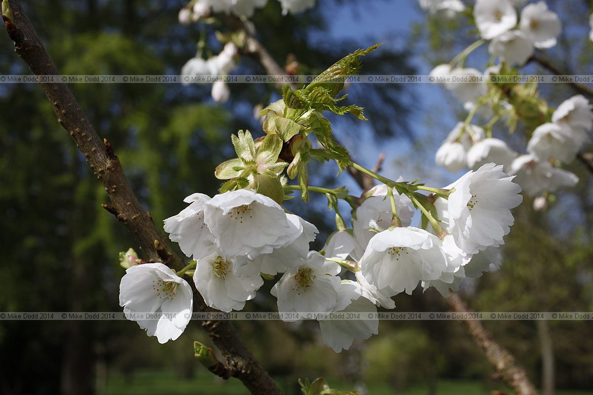 Prunus 'Matsumae-takinoito'