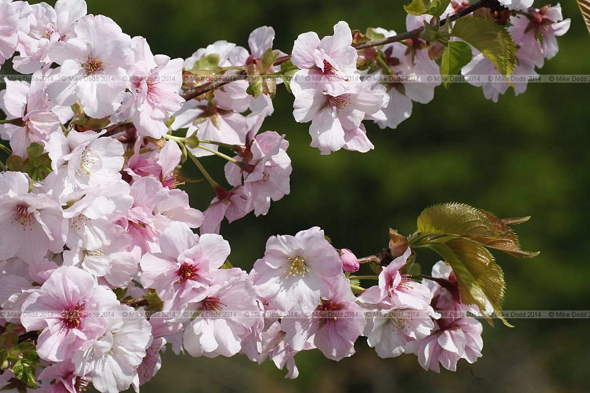 Prunus 'Matsumae-usagasanesomei'