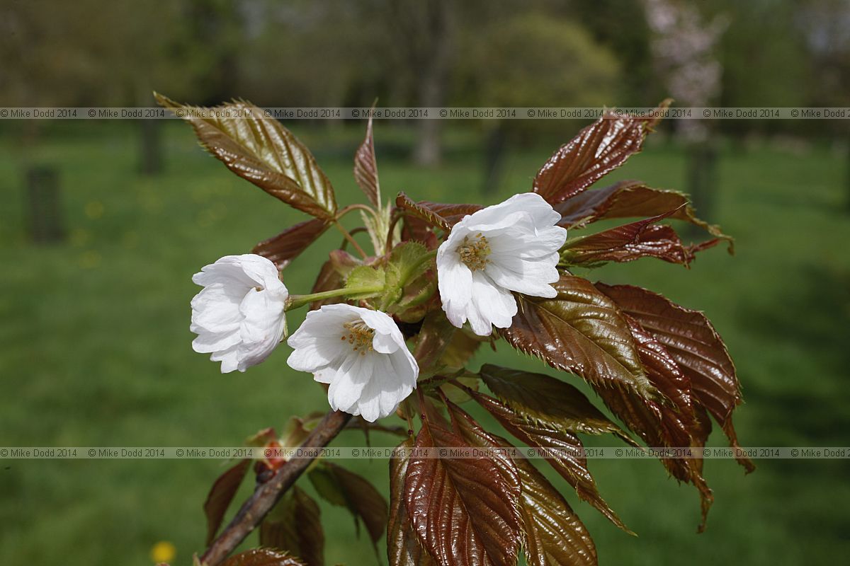 Prunus 'Matsumae-usu-beni-kokonoe'