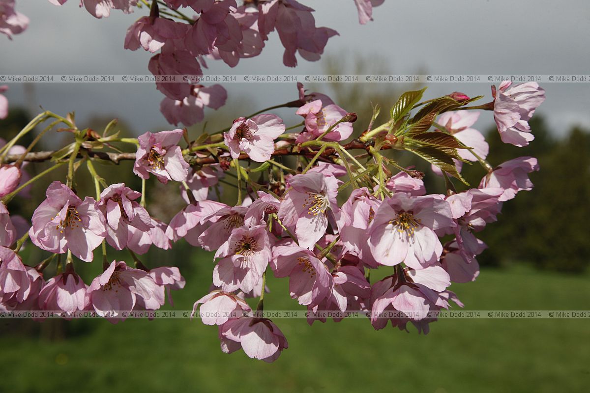 Prunus 'Matsumae-usugasane-somei'