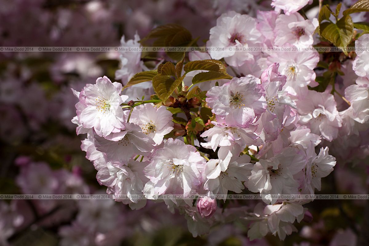 Prunus 'Matsumae-usuyuki'