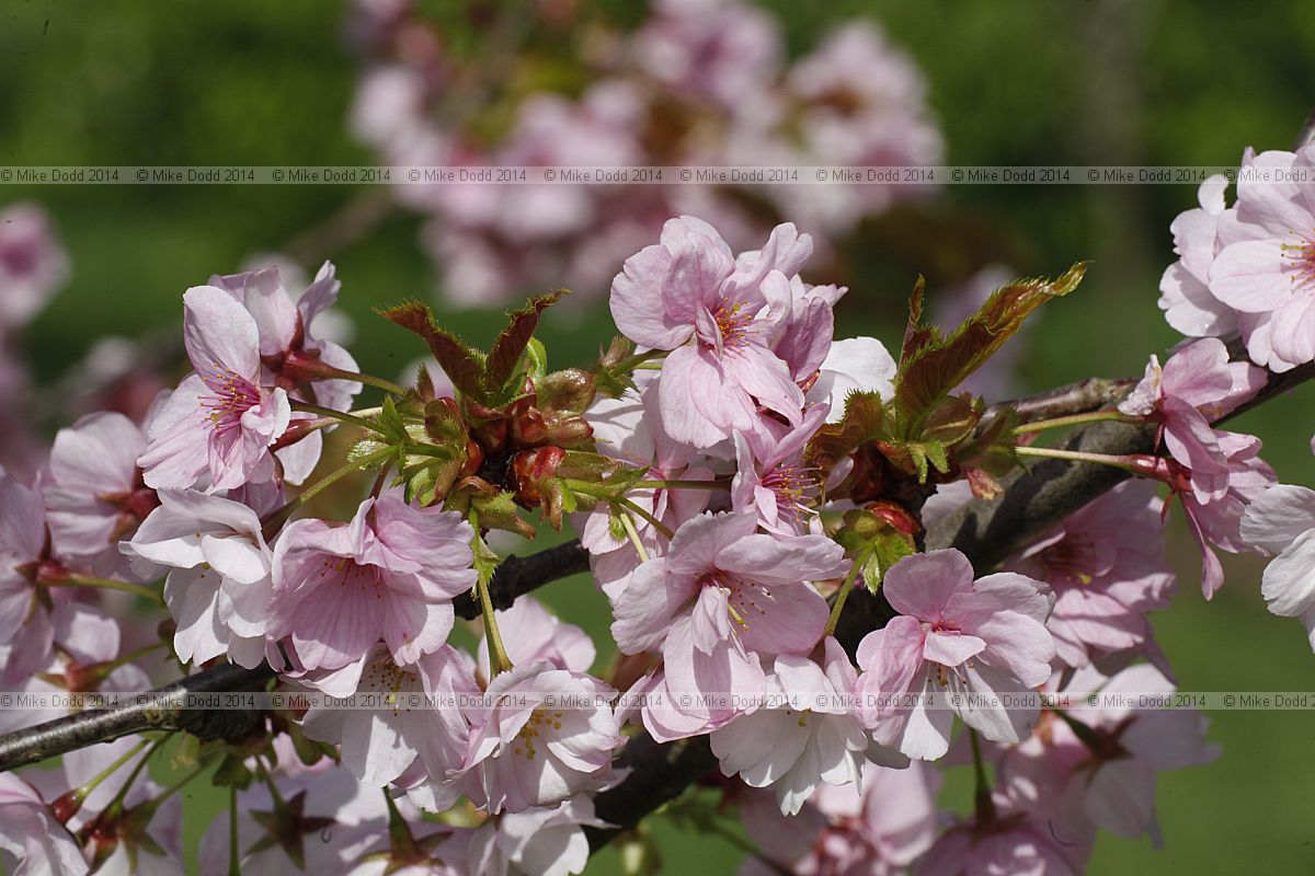 Prunus 'Matsumae-yae-goromo'