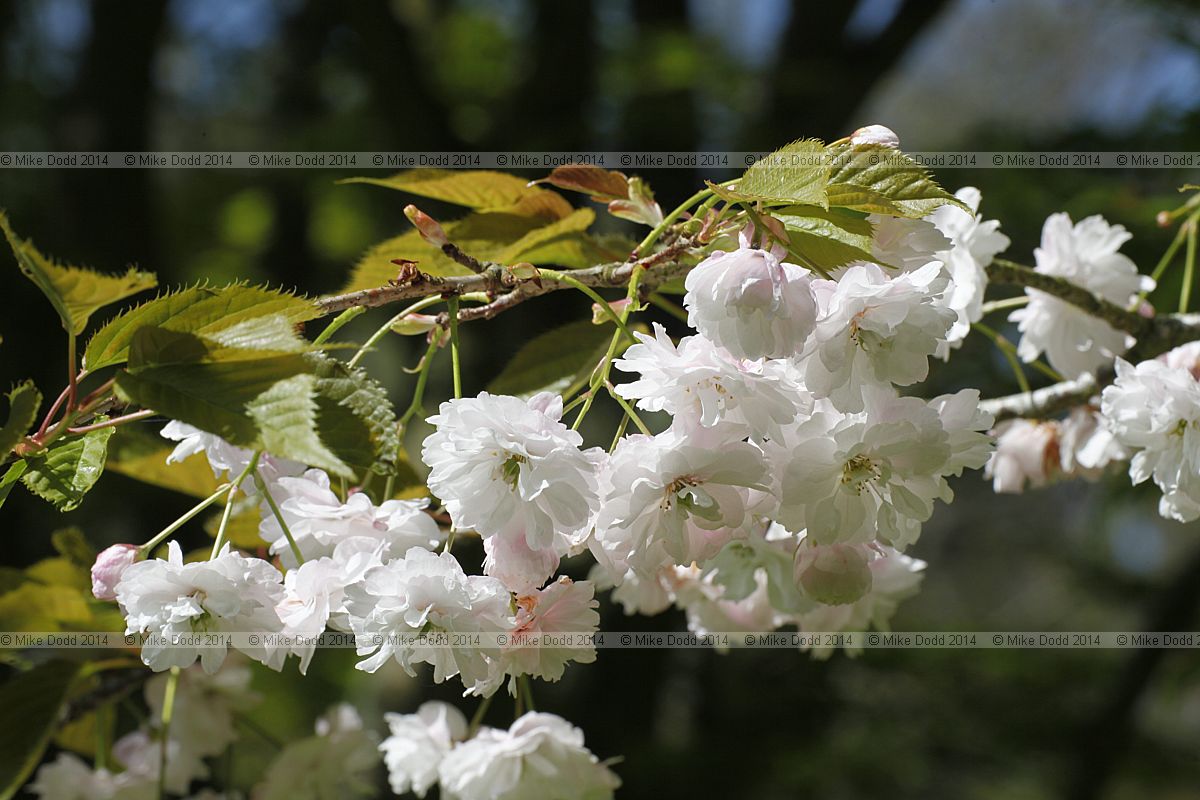 Prunus 'Matsumae hanazomei'