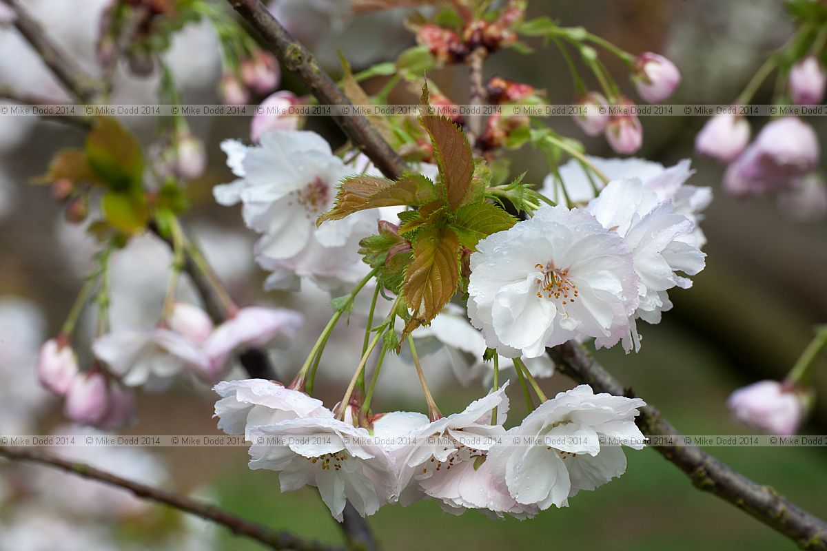 Prunus 'Matsumae Hokuho'