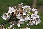 Prunus 'Mikuruma Gaeshi'