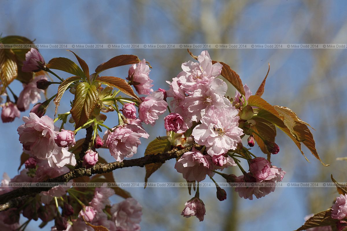 Prunus 'Mose Sato Zakura'